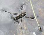introductie proefje waterinsect