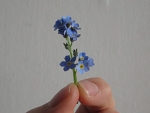 knip een paar bloemen van het vergeet-mij-nietje af