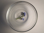 leg de afgeknipte bloemen in de kom met azijn