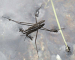 introductie proefje waterinsect