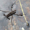 waterinsect