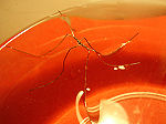 antwoorden proefje waterinsect