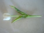 introductie proefje dorstige bloem