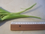 knip de stengel van de tulp ongeveer 12 cm in, van de onderkant naar de bovenkant