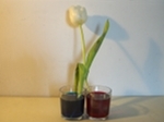 zet beide uiteinden van de tulp in een ander glas
